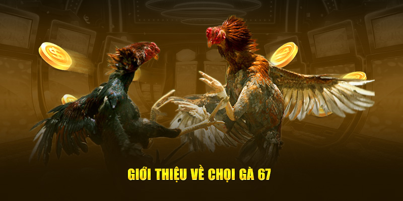 Giới thiệu về chọi gà 67
