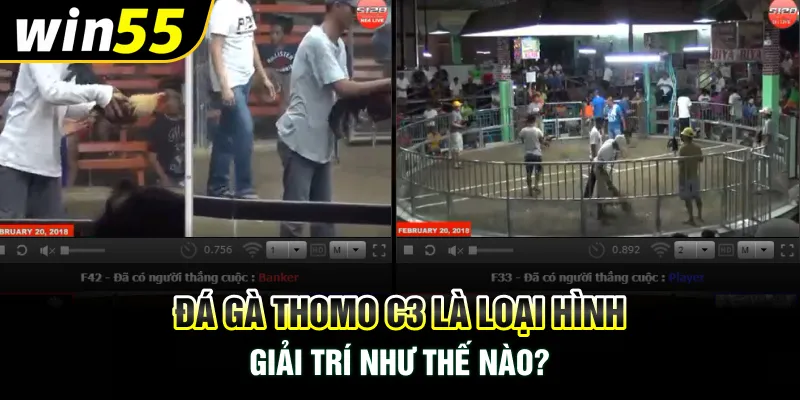 Đá gà Thomo C3 là loại hình giải trí như thế nào?